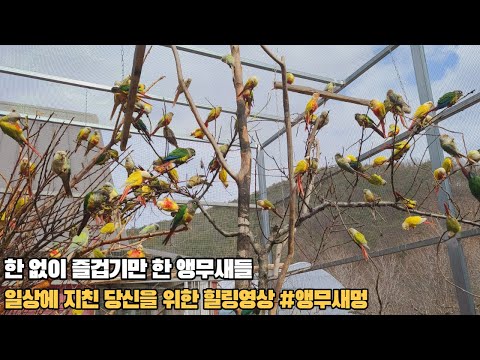 피곤할때 멍하게 볼수 있는 알록달록한 앵무새영상