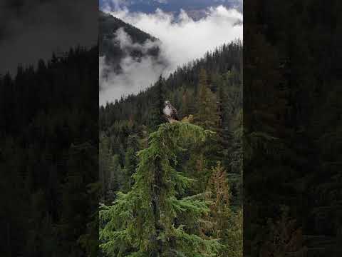 Bible in the Wild | Strength in the Storm - Isaiah 40:29-31