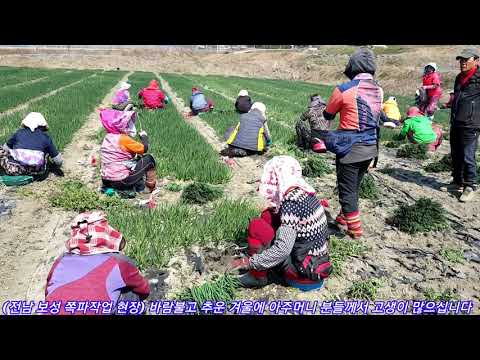 보성 쪽파작업 현장 20-10-19일