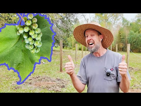 It's So Easy to Build a Grape Trellis (In Just a Weekend!)