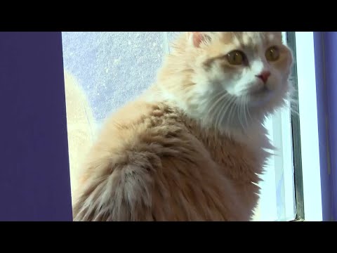 Pick of the Litter Spritz Cookie