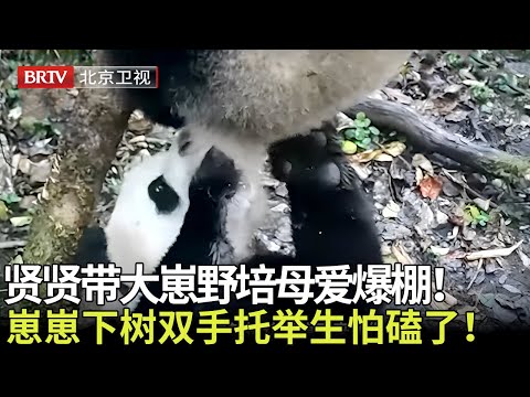 熊猫贤贤首次生娃就是双胞胎,带大崽野培母爱爆棚!崽崽下树必须双手托举,生怕磕了碰了! 【熊猫奇遇记】