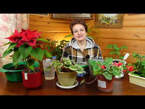 Почему не цветет цикламен. Наталия Петренко отвечает на вопросы по уходу за цикламеном дома зимой.