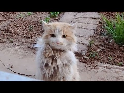 Shivering with cold and hunger, the cat patiently waited in front of the window for some food
