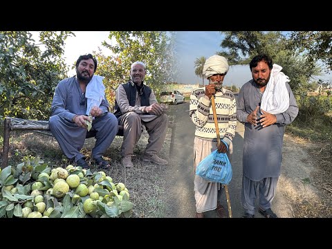 Nursery, Gulaab , Sabzi, Amrood | Mehnat nal Rozi kamai | Baba Pedal Safar karan wala | Anjum Saroya