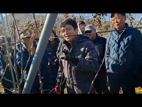 청송다축연구회 학습조직 모임 전지 현장교육,강춘순 회원 과원(청송군 현서면 두현리 950), 멘토 윤인섭님 현장 강의 (홍로편)