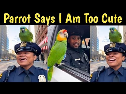 Parrot Confidence Secrets EXPOSED What's Really Working