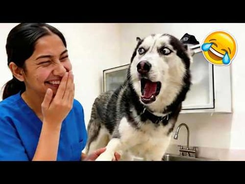 The Most DRAMATIC Dogs of 2026 So Far! 🤣 Try Not To Laugh | Best Funny Animals Videos
