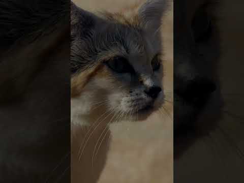 Lautlose Sandkatze jagt eine Wüsten-Eidechse 🐾🌵 #Wildkatzen #Tiere