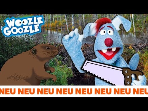 Wie baut ein Biber einen Biberdamm? l WOOZLE GOOZLE