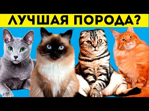 10 ЛУЧШИХ пород КОШЕК для новичков