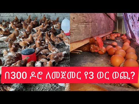 በ300 ዶሮ ለመጀመር ምንያህል ወጪ ያስፈልገናል?