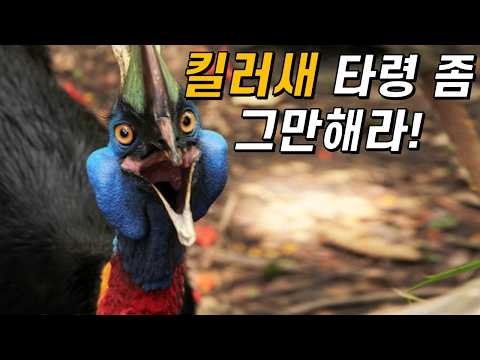 당신이 몰랐던 화식조 이야기|정말 킬러새일까?