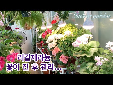 If you cut the flower stem, it will sprout new flower buds.