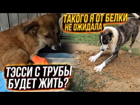 Белка ОБРАДОВАЛАСЬ🙈думала я ее забираю😔 Предложила Тэсси с трубы еды😱 Бельчик переезжает в котидом.