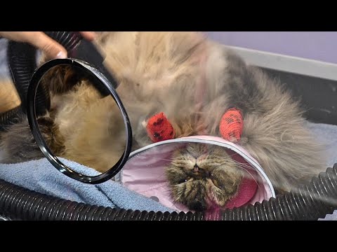 Easily the Funniest Cat I've Ever Groomed 😂