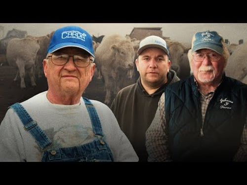 Cattle Farmers Explain Trump's Argentina Bailout