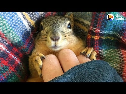 Rescue Squirrel Asks His Parents To Adopt Him - PEANUT | The Dodo