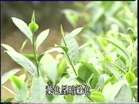 本省主要茶樹品種介紹 國語