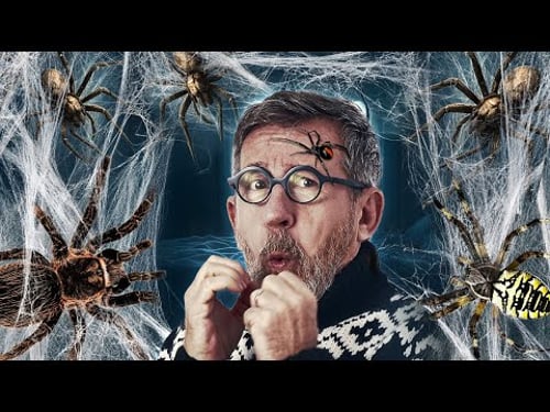 Pourquoi les araignées nous font si peur ?