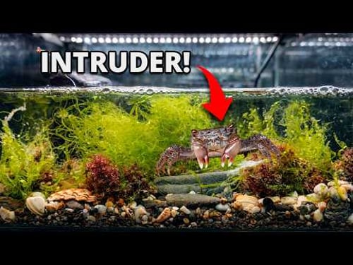 I Put Seaweed in an Aquarium, 3 Months Later THIS Happened!