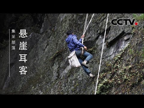 《采集部落》第一集 悬崖耳客 | CCTV纪录