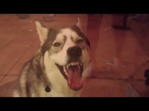 Husky licking glass door