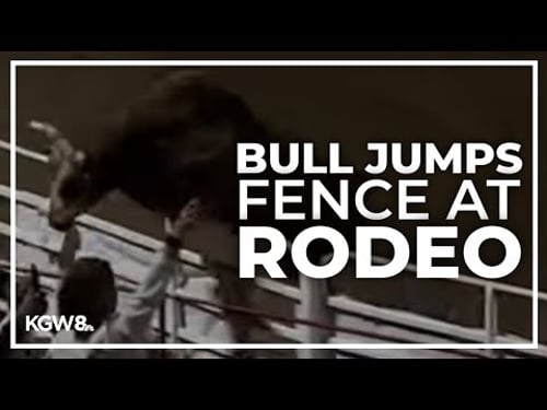 Rodeo bull hops fence at 84th Sisters Rodeo, injures 3 before being captured