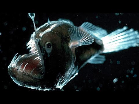 10 Самых невероятных существ в мире