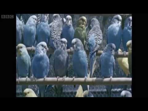 BBC Britain on Film - Episode 8 Animals - Look at Life FULL