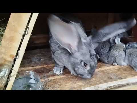 Коптим м'ясо, та працюєм в майстерні...