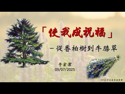 主日信息:「使我成祝福」-從香柏樹到牛膝草 20250907 于宏潔