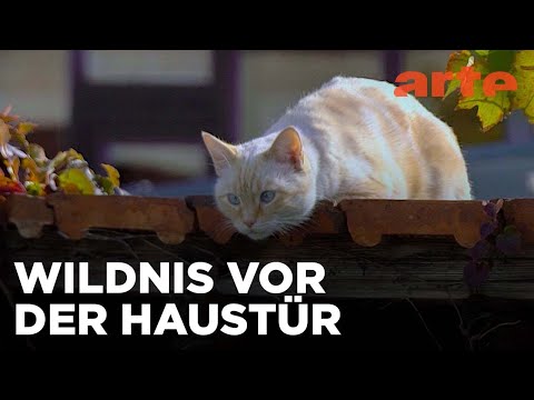 Meine wilden Nachbarn | ARTE Family
