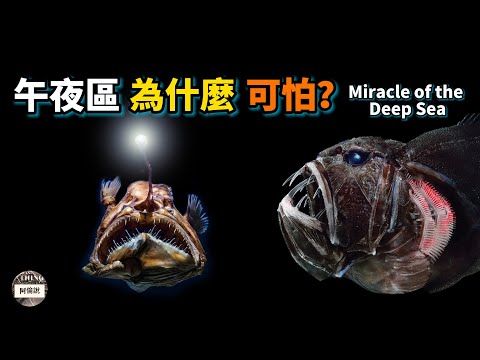 深海的奇跡: 探索午夜區的神秘動物們!
