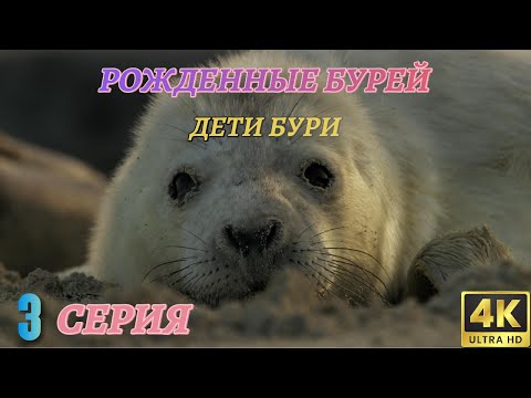 Мир Дикой Природы. Дикие животные севера. Документальный Фильм 4K. 3 серия из 3