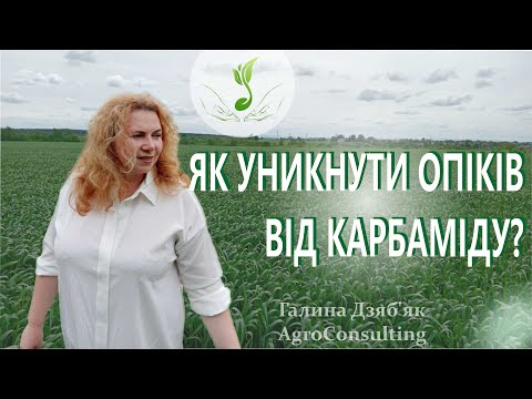 Позакореневе підживлення карбамідом. Мої правила внесення