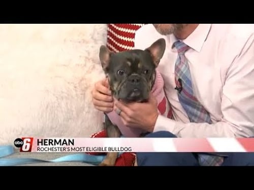 Meet Herman: Rochester's most eligible bulldog