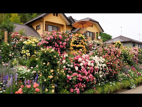 【Private Residence】Two Types of Private Gardens 2023 by Master Gardener. 2023年の川田優和庭と権田眞理子庭 #rose