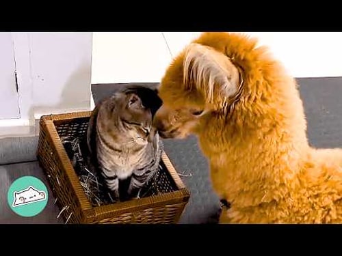 Sassy Alpaca Falls In Love With His Cat Brother. Owners Can't Believe It | Cuddle Buddies