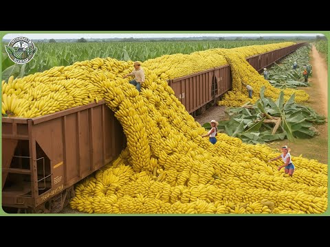 The Most Modern Agriculture Machines Ever – Farmers Harvest 198 Million Tons Each Year