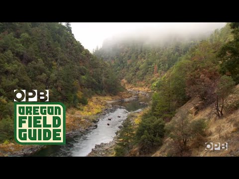 Running a Wild Oregon River In A Wooden Drift Boat
