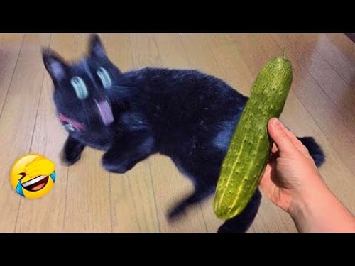 Videos De Risa De Animales 2025 - Perros y Gatos Chistosos - Videos De Animales Graciosos #41