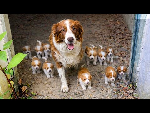 Tear-jerking—she waits at the old house with her puppies, unaware her owner won’t return. 🐶🐕
