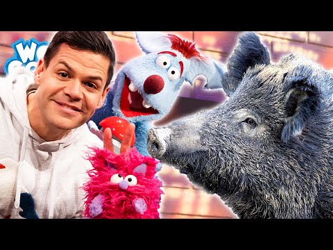 Welche Tiere leben in der Stadt? l WOOZLE GOOZLE