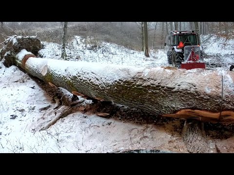 A huge oak with a diameter of 1 meter, First logging with a new Tajfun 8.5t winch, Amles, Stihl,