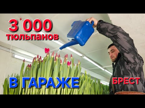 Tulips in the garage. A Brest resident grew 3,000 tulips in his garage. #vaskapilot