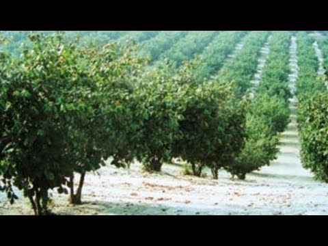 ЛУЧШАЯ посадка саженцев плодовых деревьев и кустарников легко