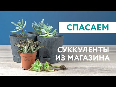 Стоит ли покупать суккуленты из магазина «Леруа Мерлен»?