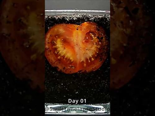 Tomato Slice to Seedling Time Lapse