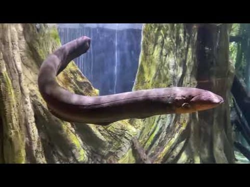 Rediscover Singapore: River Safari